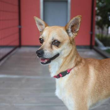 Ting -  Chihuahua Dog for Adoption in Bradenton, Florida - Ting | PetCurious