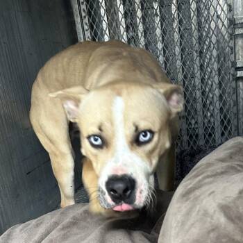 American Staffordshire Terrier and Husky Dogs Available for Adoption in Greensboro, North Carolina - Yankee | PetCurious