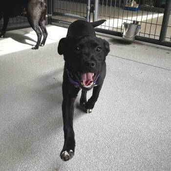 Retriever and Mixed Breed Dogs Available for Adoption in Greenville, South Carolina - Regina | PetCurious
