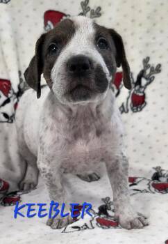 Cattle Dog Dogs Available for Adoption in Momence, Illinois - Keebler | PetCurious