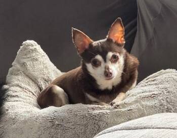 Rescue Chihuahua Dogs for Adoption in Lambertville, New Jersey - Presley | PetCurious