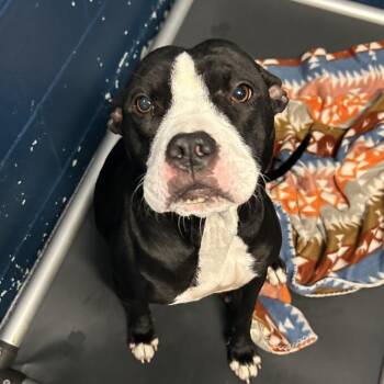 Pit Bull Terrier Dogs Available for Adoption - Baby Bird | PetCurious