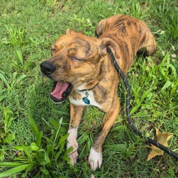 Mixed Breed Dogs Available for Adoption in Columbus, Georgia - MD 7479 | PetCurious