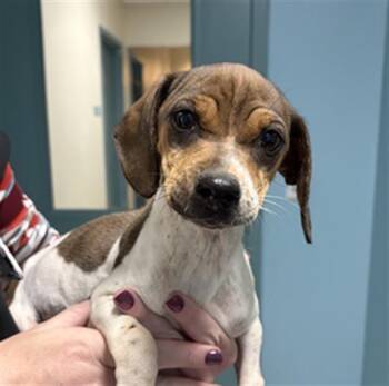 Terrier and Mixed Breed Dogs Available for Adoption in Newton, North Carolina - JIMMY | PetCurious