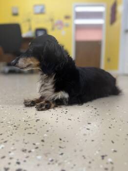 Zoey -  Dachshund Dog for Adoption in York, South Carolina - Zoey | PetCurious