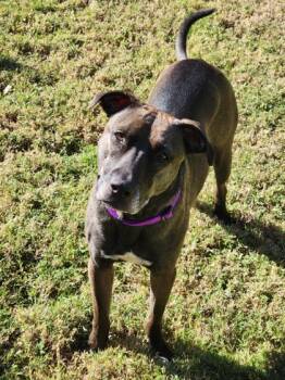 Rescue Pit Bull Terrier and Mixed Breed Dogs for Adoption in Carrollton, Texas - Rapunzel | PetCurious