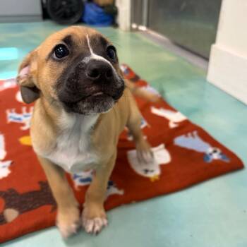 Snappy -  Terrier Dog for Adoption in Bethel, Connecticut - Snappy | PetCurious