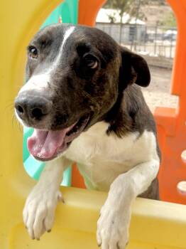 American Staffordshire Terrier Dogs Available for Adoption in Hesperia, California - Ranger | PetCurious