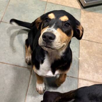 Rescue Mixed Breed Dogs for Adoption in Chattanooga, Tennessee - Birch | PetCurious