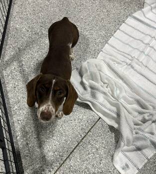 Miniature Dachshund Dogs Available for Adoption in Antwerp, Ohio - Jasper  | PetCurious