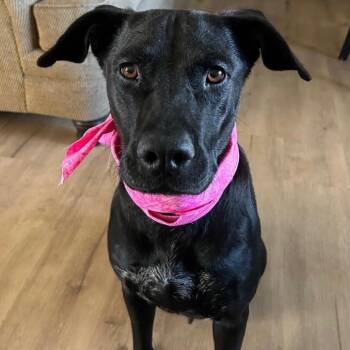 Black Labrador Retriever and Mixed Breed Dogs Available for Adoption in Avon, Ohio - Millie | PetCurious