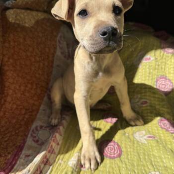 Black Mouth Cur and Boxer Dogs Available for Adoption in Newborn, Georgia - SKYE | PetCurious
