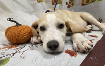 Cuddles -  Pointer and Labrador Retriever Dog for Adoption in Attalla, Alabama - Cuddles | PetCurious