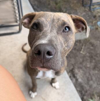 Terra - EXT TM -  Pit Bull Terrier and Boxer Dog for Adoption in Dallas, Texas - Terra - EXT TM | PetCurious