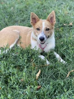 Rescue Mixed Breed Dogs for Adoption in Decatur, Indiana - Dory | PetCurious
