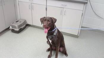LUCY -  Labrador Retriever and Mixed Breed Dog for Adoption in Omaha, Nebraska - LUCY | PetCurious