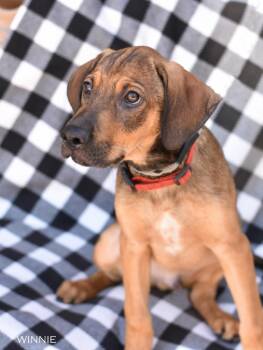 Rescue Shepherd and Labrador Retriever Dogs for Adoption in Conroe, Texas - Willie (DF Litter) | PetCurious