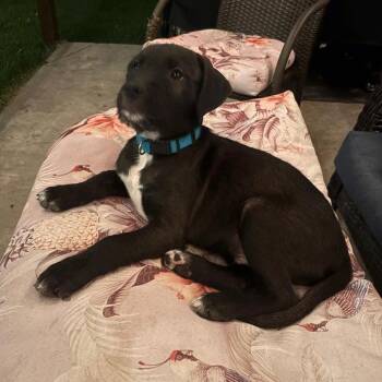 Black Labrador Retriever Dogs Available for Adoption in Dallas, Texas - Vinny | PetCurious