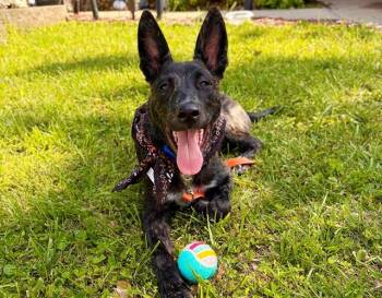 Belgian Shepherd Malinois and Mixed Breed Dogs Available for Adoption in Brentwood, Missouri - SAMPSON | PetCurious