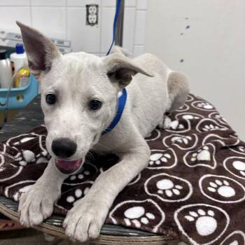 IVHS-A-139338 -  Pit Bull Terrier and Husky Dog for Adoption in San Gabriel, California - IVHS-A-139338 | PetCurious