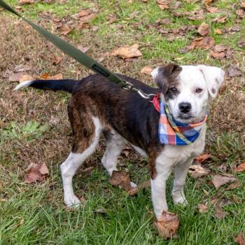 Atticus (Male) Avail 11/7 -  Beagle and Boxer Dog for Adoption in West Grove, Pennsylvania - Atticus (Male) Avail 11/7 | PetCurious