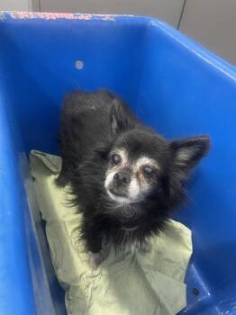 Terrier Dogs Available for Adoption in Dallas, Texas - FREEDOM | PetCurious