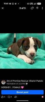 HERSHEY -  Chocolate Labrador Retriever Dog Available for Adoption in Pemberton Township, New Jersey - HERSHEY | PetCurious