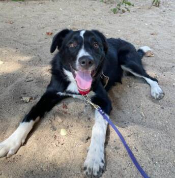 Mac -  Mixed Breed Dog for Adoption in Alexandria, Virginia - Mac | PetCurious