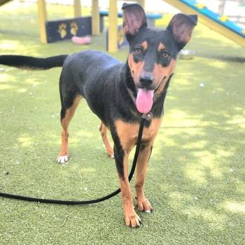 Shakira -  Mixed Breed and Australian Kelpie Dog for Adoption in Austin, Texas - Shakira | PetCurious