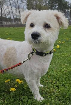 Maltipoo Dogs Available for Adoption in Salem, New Hampshire - Spanky | PetCurious