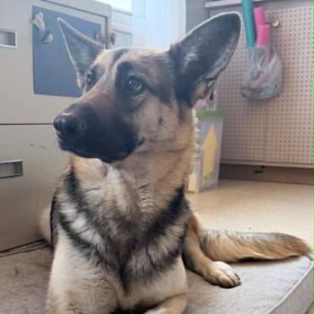 German Shepherd Dog Dogs Available for Adoption in Wapakoneta, Ohio - Juno | PetCurious