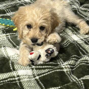 Tommy. Buff 7.8 lbs -  Cockapoo Dog for Adoption in Antwerp, Ohio - Tommy. Buff 7.8 Lbs | PetCurious
