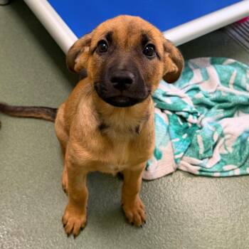 Hound and Mixed Breed Dogs Available for Adoption in West Palm Beach, Florida - Ada | PetCurious