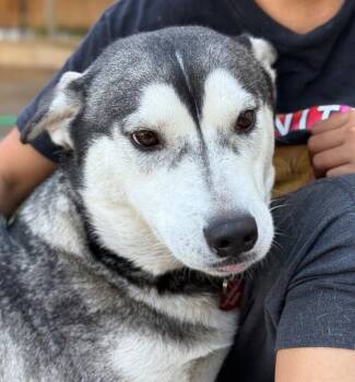 Rescue Husky Dogs for Adoption in Los Angeles, California - Dove | PetCurious
