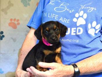 Bailee -  Boykin Spaniel Dog for Adoption in Willingboro, New Jersey - Bailee | PetCurious