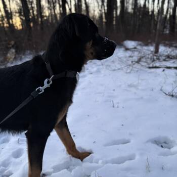 FOSTER NEEDED - Danny -  Mixed Breed Dog for Adoption - FOSTER NEEDED - Danny | PetCurious