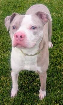 Pit Bull Terrier and Boxer Dogs Available for Adoption in Akron, Ohio - BUDDY | PetCurious