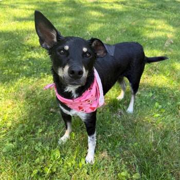 Sammie -  Shepherd and Labrador Retriever Dog for Adoption - Sammie | PetCurious