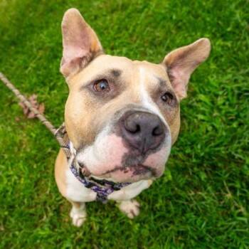 Quest -  Pit Bull Terrier Dog for Adoption in Prince Frederick, Maryland - Quest | PetCurious