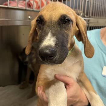 McIntosh -  Great Pyrenees and Great Dane Dog for Adoption in Goleta, California - McIntosh | PetCurious