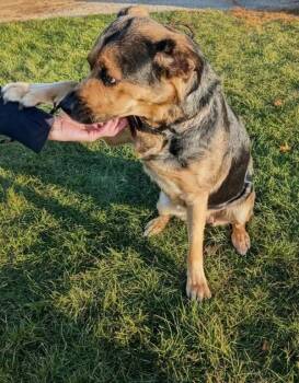 Rescue Shepherd Dogs for Adoption in Georgina, Ontario - Sophie | PetCurious