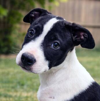Border Collie and Pit Bull Terrier Dogs Available for Adoption - Hannah (AO35914) | PetCurious