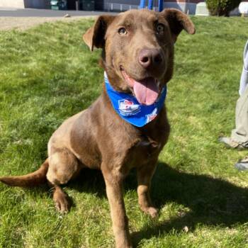 Yogurt -  Labrador Retriever and Mixed Breed Dog for Adoption in Spokane, Washington - Yogurt | PetCurious