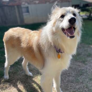Rescue Collie and Border Collie Dogs for Adoption in St. Peters, Missouri - Bella | PetCurious