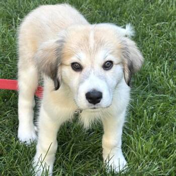 Frank -  Great Pyrenees Dog for Adoption in South Plainfield, New Jersey - Frank | PetCurious