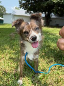 Buddy -  Papillon and Beagle Dog for Adoption in Hammond, Louisiana - Buddy | PetCurious