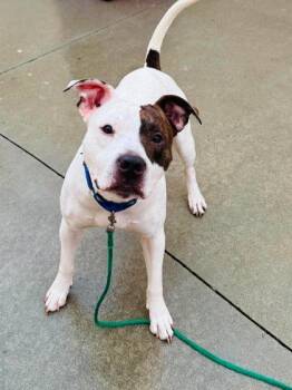 Augustus -  Mixed Breed Dog for Adoption in West Chester, Pennsylvania - Augustus | PetCurious