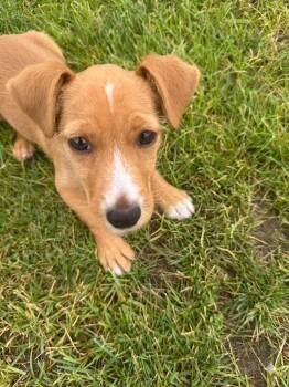 **TATE** -  Chihuahua Dog for Adoption in North Prairie, Wisconsin - **TATE** | PetCurious