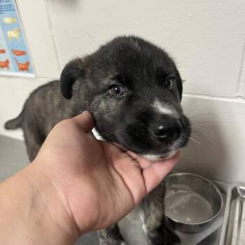 King Triton -  Husky and Dutch Shepherd Dog for Adoption in Birmingham, Alabama - King Triton | PetCurious