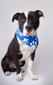 Mr. Lover -  Pit Bull Terrier Dog for Adoption in Plaquemine, Louisiana - Mr. Lover | PetCurious